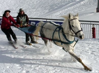  Discovery training in skijoring in the 38 